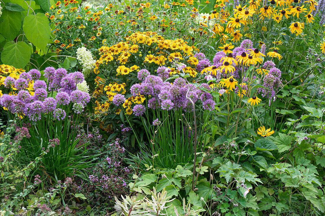 Ornamental leek, sunflower, and coneflowers in the garden bed