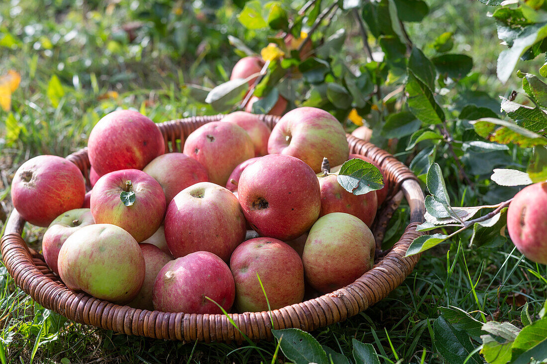 Freshly picked apples in wicker basket