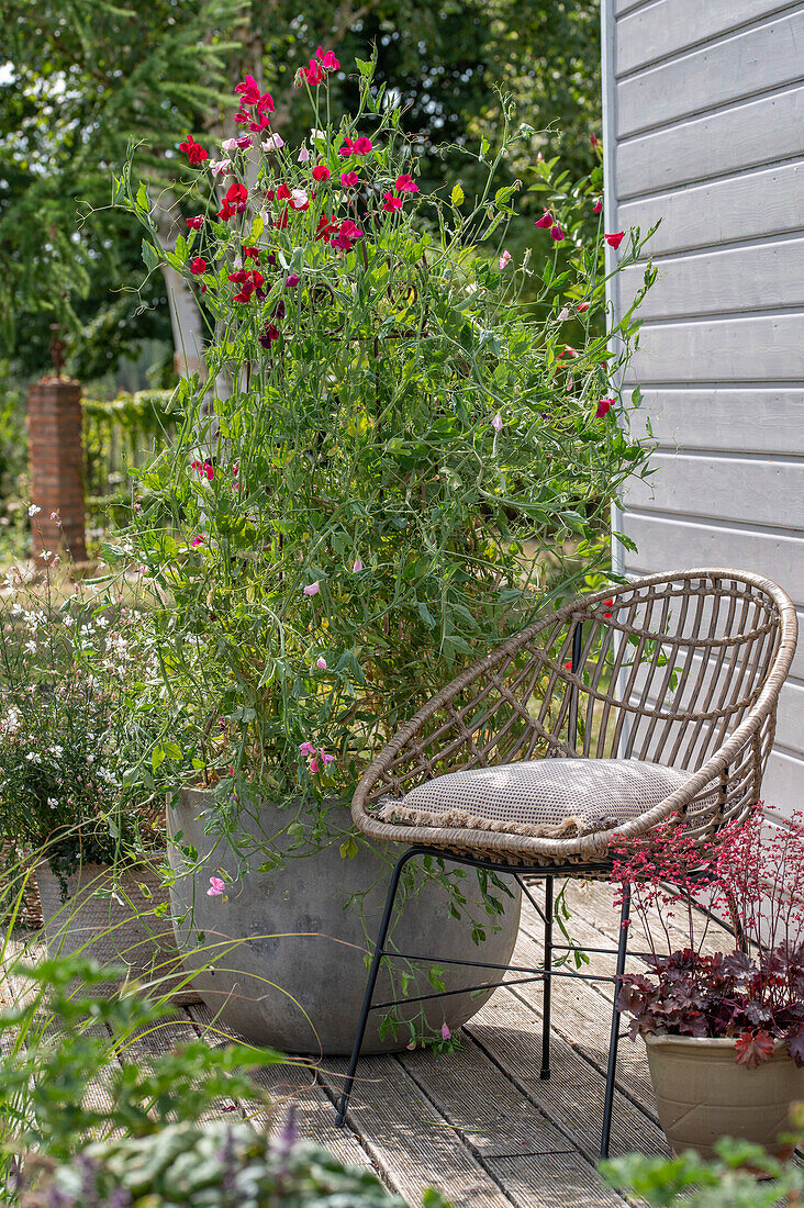 Sitzplatz auf der Terrasse neben duftender Platterbse (Lathyrus Odoratus) im Kübel