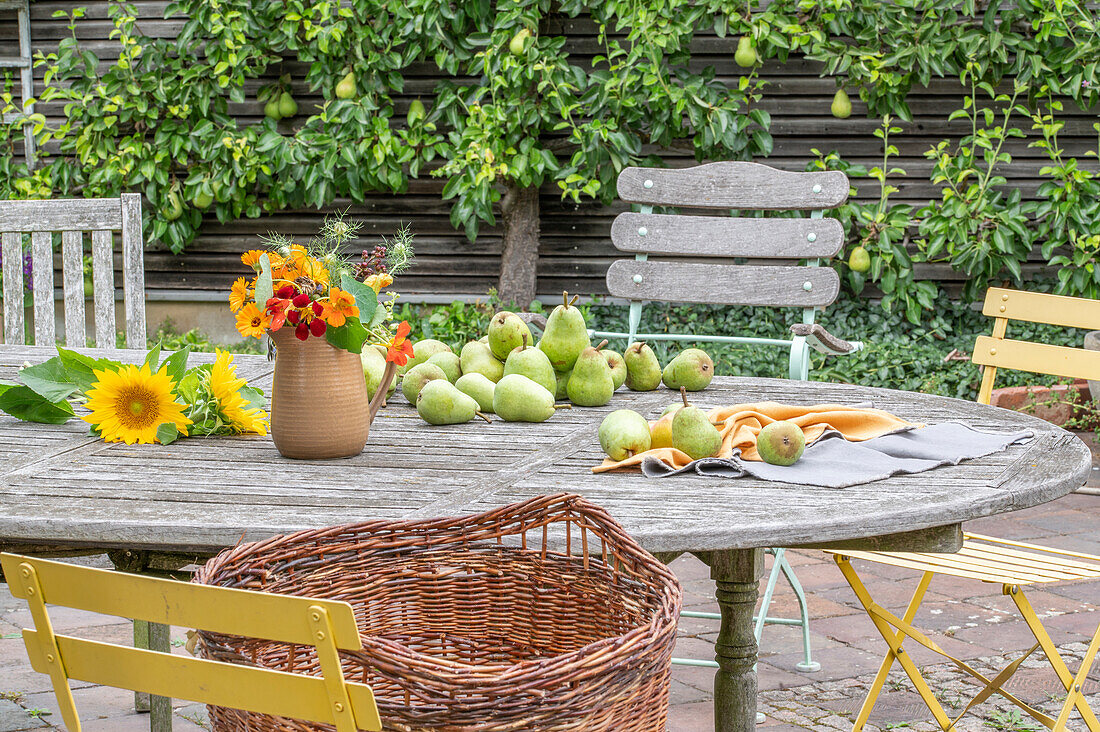 Sunflowers, nasturtiums in a jar and freshly picked pears on a patio table