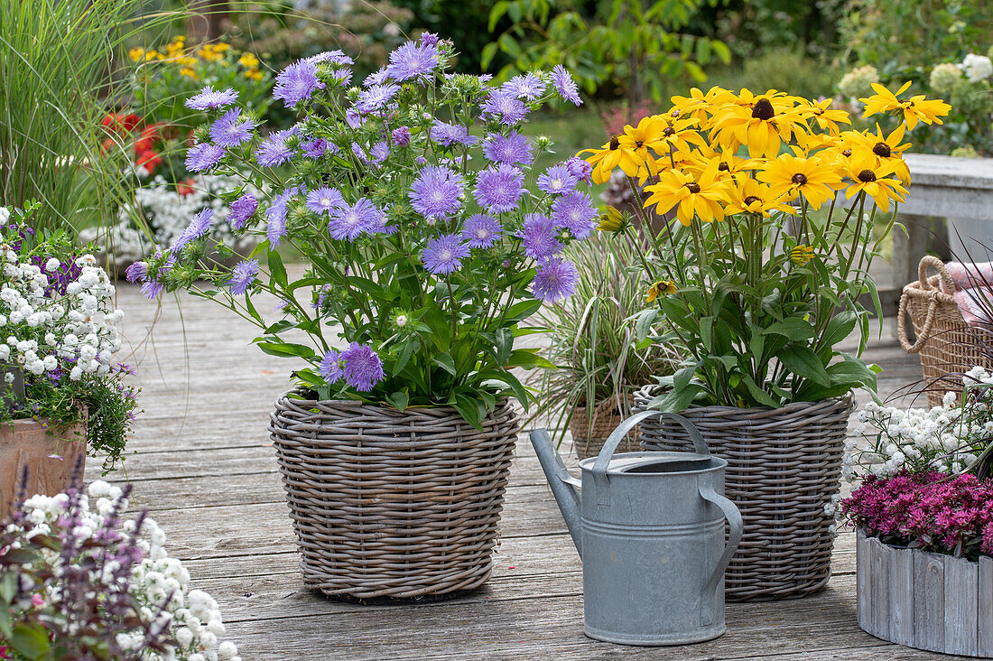 Rudbeckia Hirta und Kornblumenaster in Pflanzkörben auf Terrasse