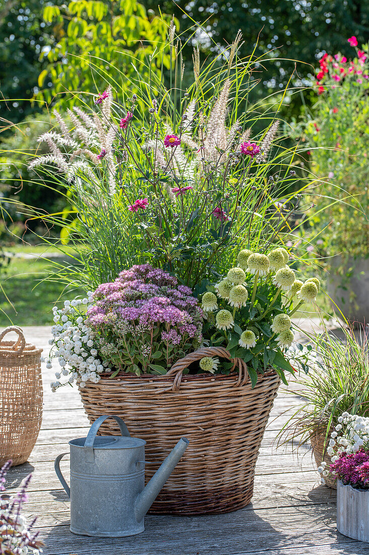 Chinese Fountain Grass, marsh yarrow, stonecrop, and coneflower 'Delicious Nougat' in a planting basket