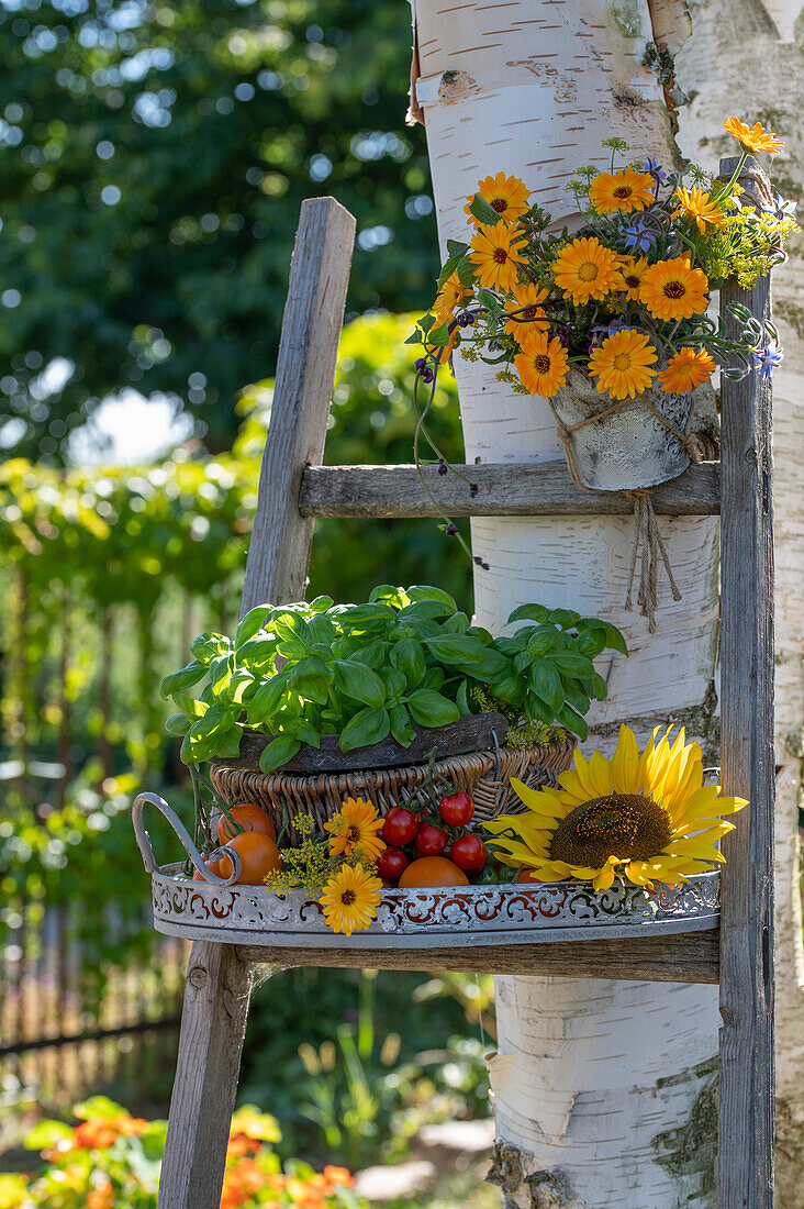 Ringelblumen im Hängetopf und Arrangement aus Basilikum, Tomaten, Ringelblumen und Sonnenblume auf Leiter im Garten
