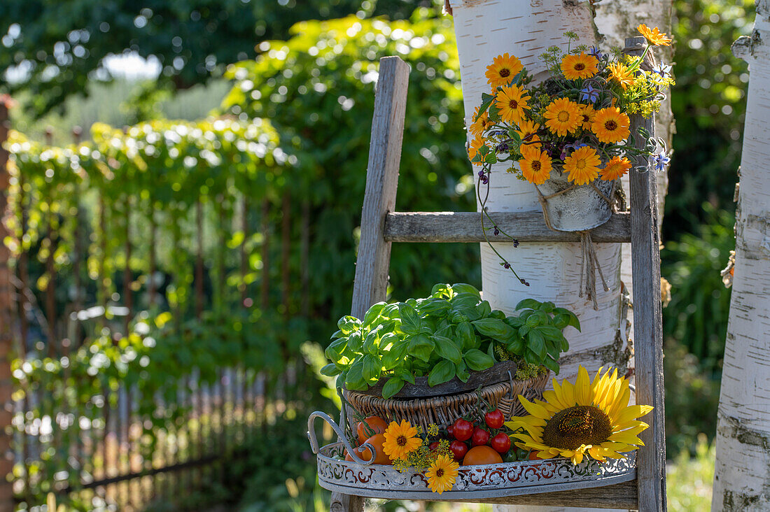 Marigolds in a hanging pot and an arrangement of basil, tomatoes, marigolds and sunflower on a ladder in the garden