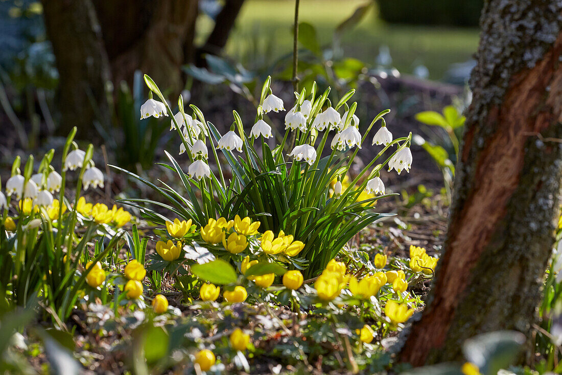 Spring snowflake (Leucojum vernum) and Winter Aconite (Eranthis hyemalis) in the springtime