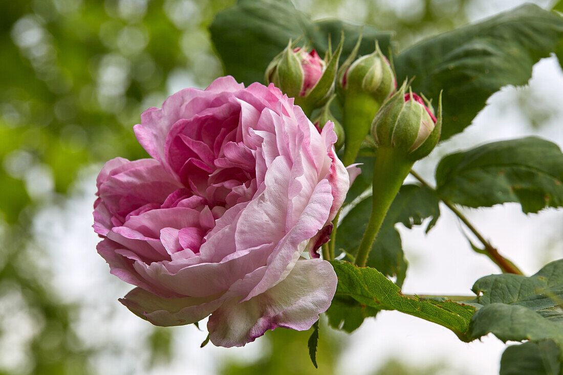 Remontantrose (Reine des Violettes), (bot. Rosa hybrida bifera)