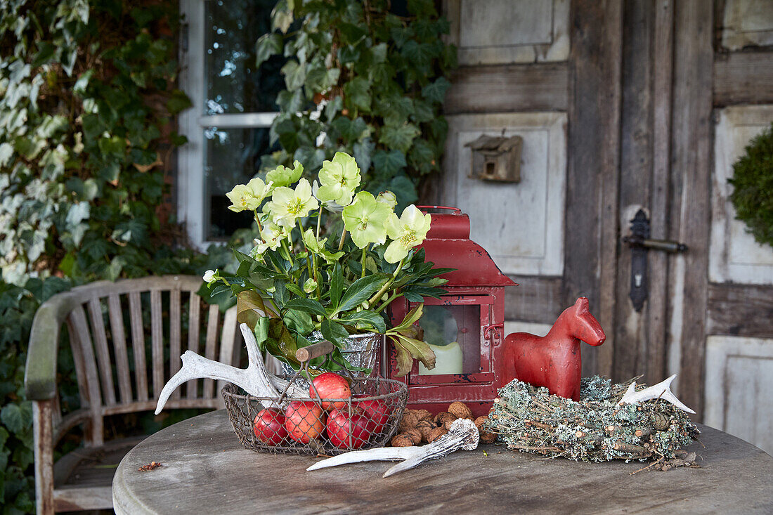 Christrose auch Schneerose (Helleborus niger), auf weihnachtlich dekoriertem Gartentisch