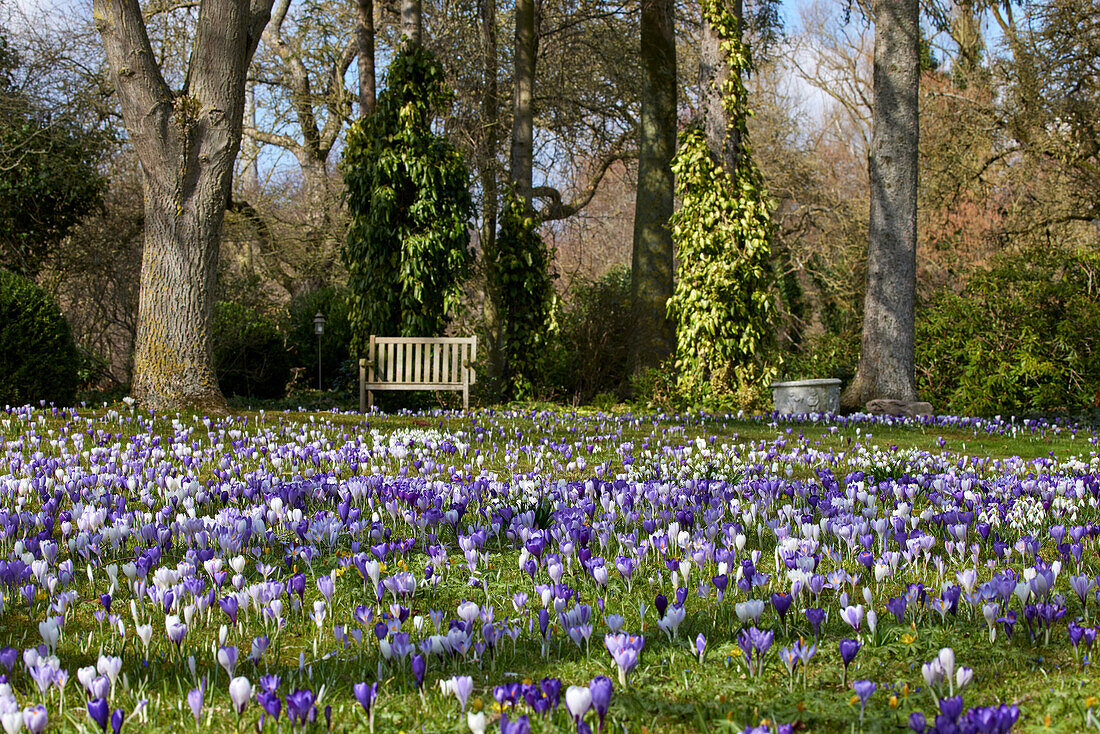 Krokusse (Crocus) auf einer Blumenwiese im Naturgarten, Deutschland