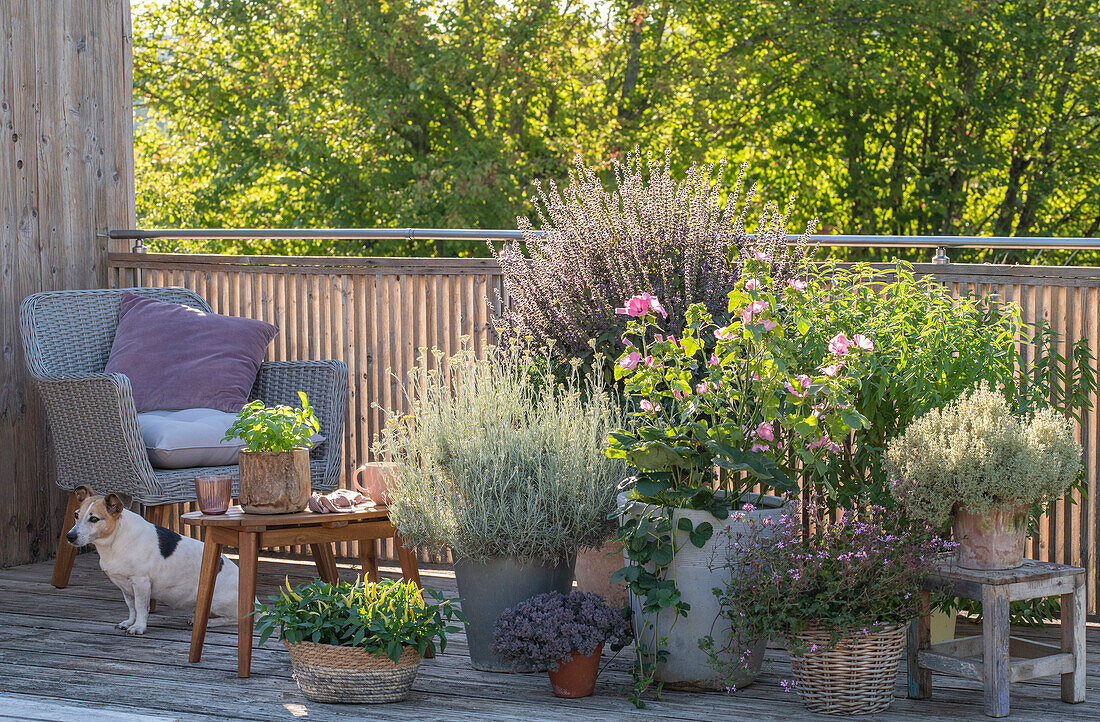 Sitzplatz auf dem Balkon mit Malve, Strohblume und Kräutern in Pflanztöpfen