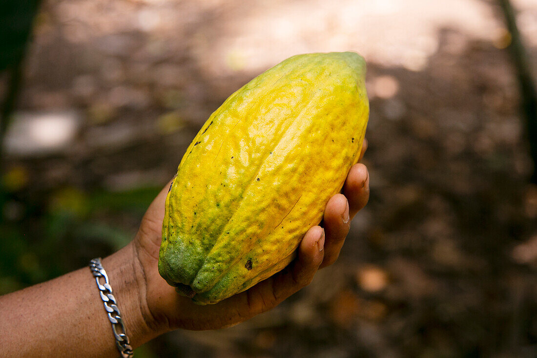 Von einer Hand gehaltene Kakaofrucht auf einer Plantage im peruanischen Dschungel