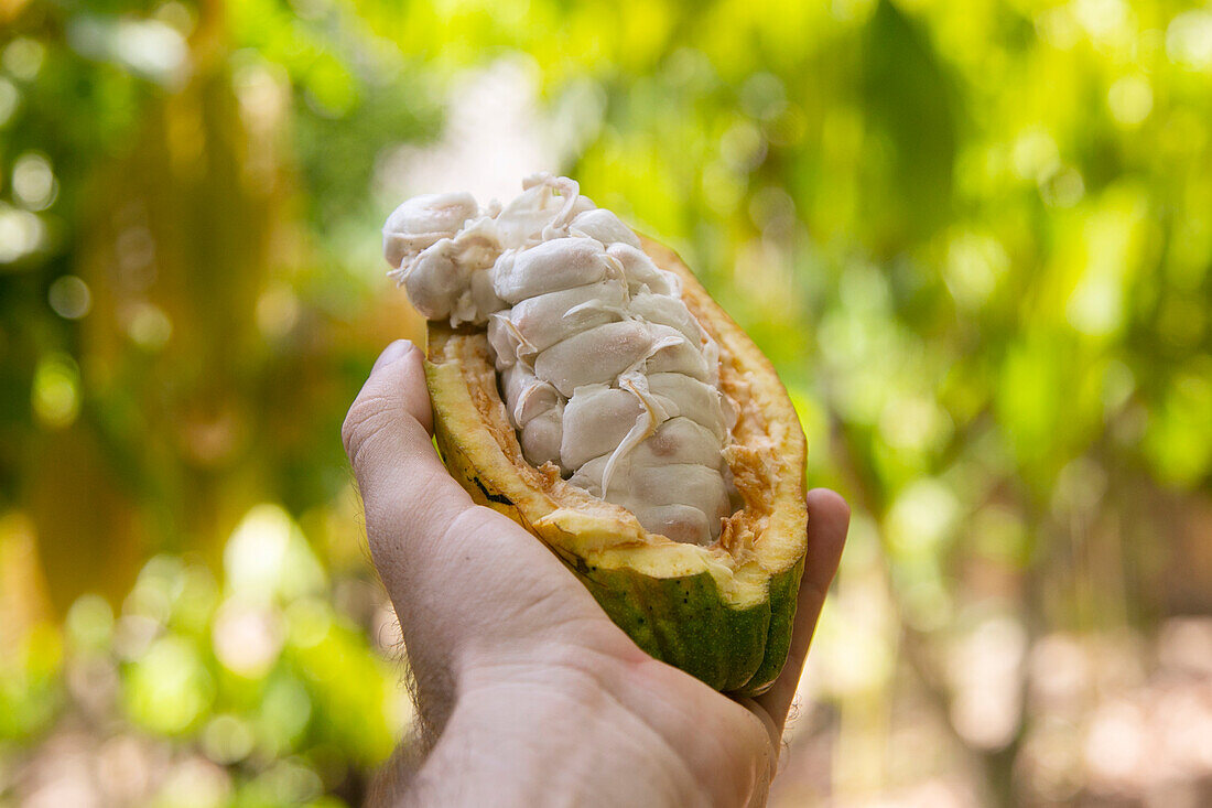 Hand hält geöffnete Kakaofrucht (Peru)
