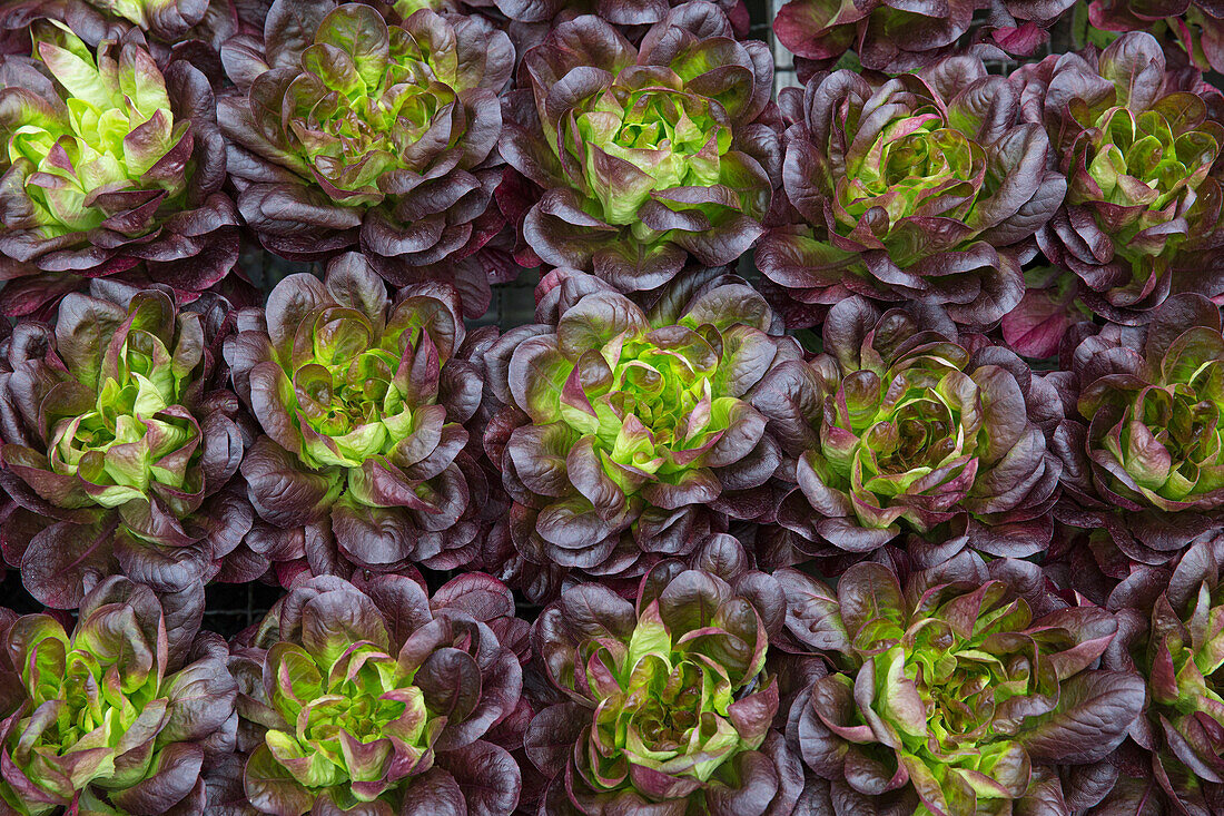 Heads of lettuce