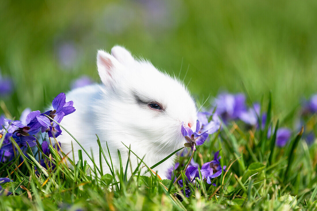 Young white rabbit in green grass with purple violets (viola)