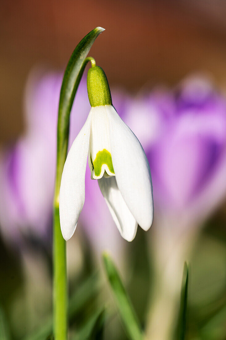 Schneeglöckchen (Galanthus), einzelne Blüte vor Krokussen, close-up