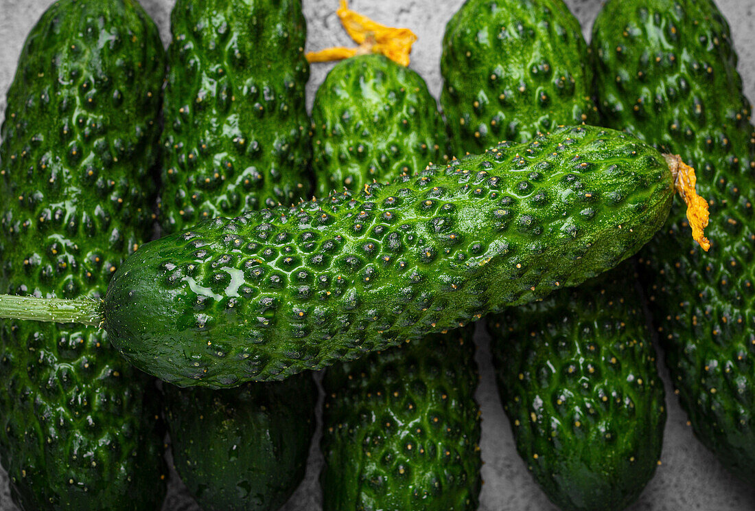 Fresh organic farm cucumbers