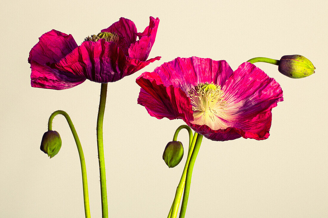 Poppy blossoms against a light background (Papaver)