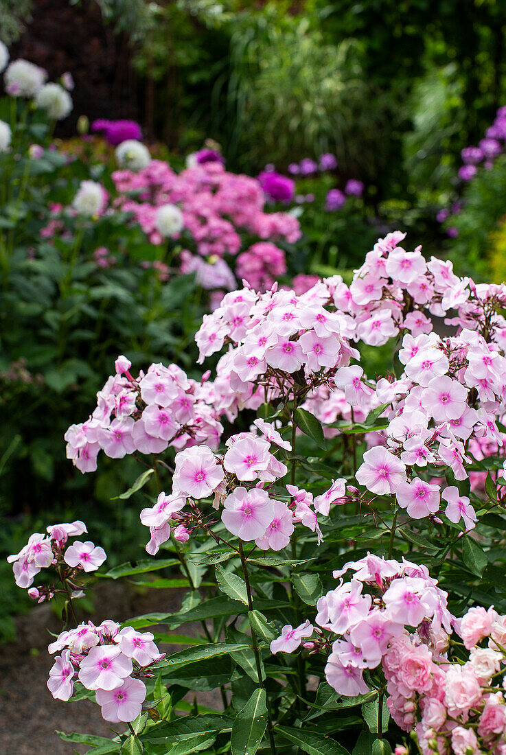 Phlox 'Europa' (Phlox paniculata) i blom i trädgården