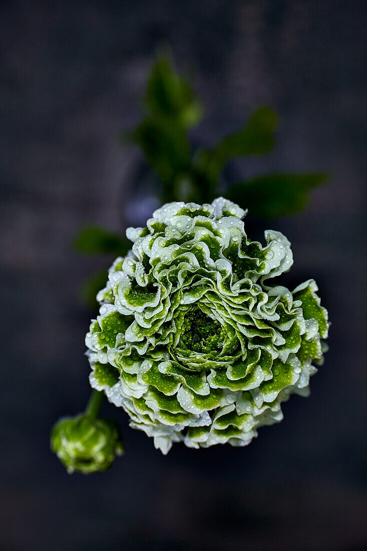 Green and white pon pon ranunculus (Ranunculus)