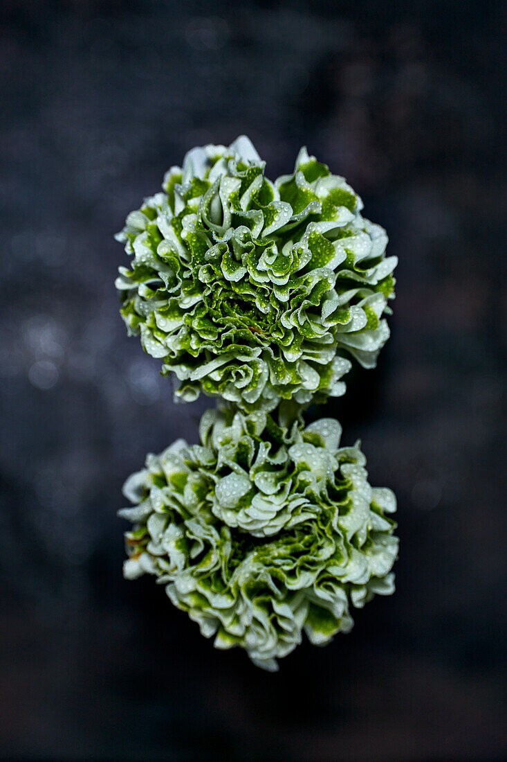 Green and white pompon ranunculus (Ranunculus)