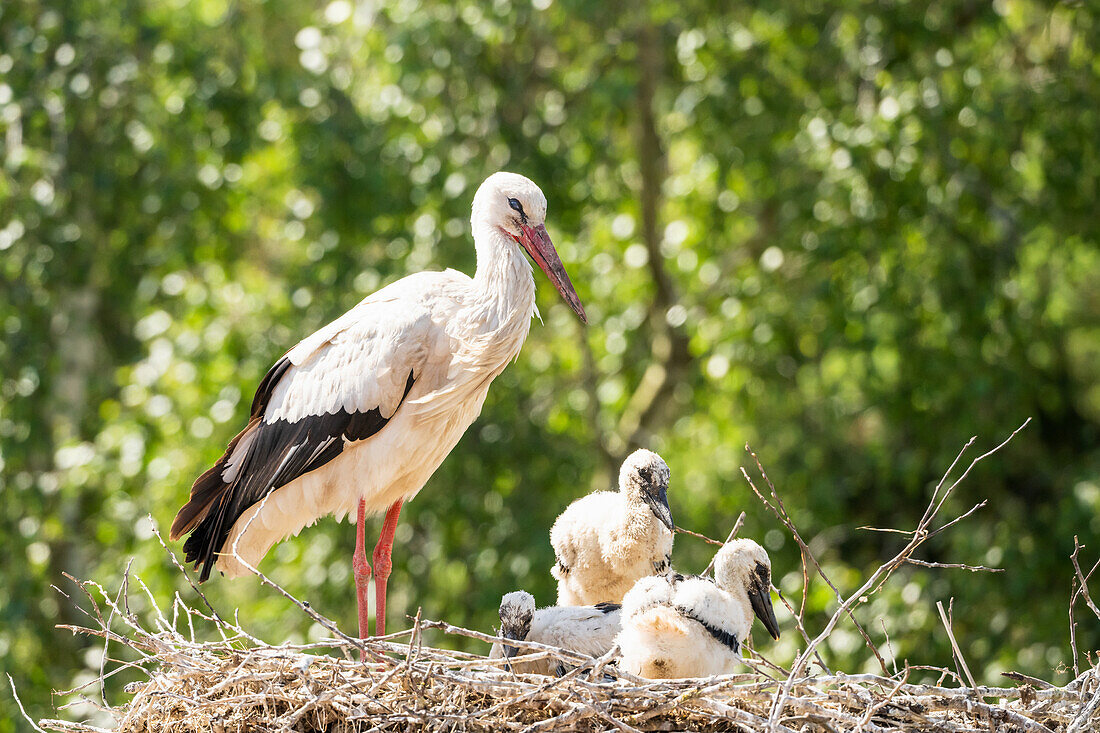 Storch mit drei Jungstörchen im Nest