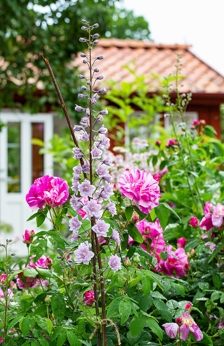 Rittersporn 'Moon Light' (Delphinium) und Rose Versicolor 'Rosa Mundi' (Rosa Gallica) im Beet