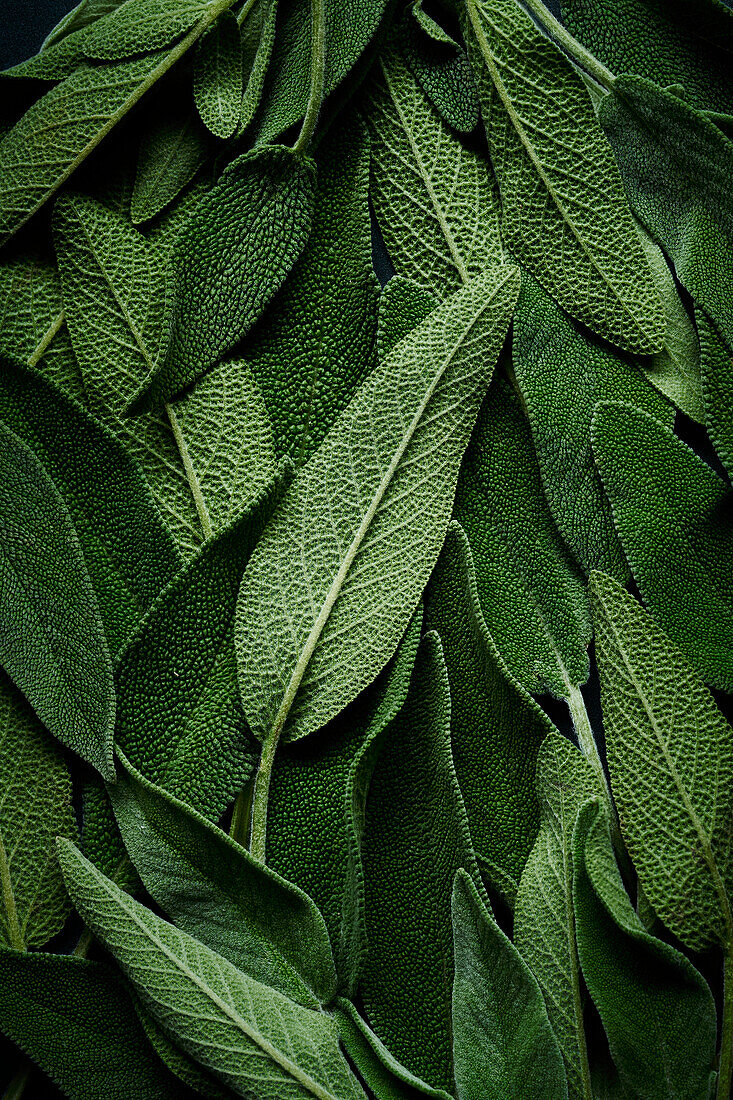 Sage leaves (picture-filling)