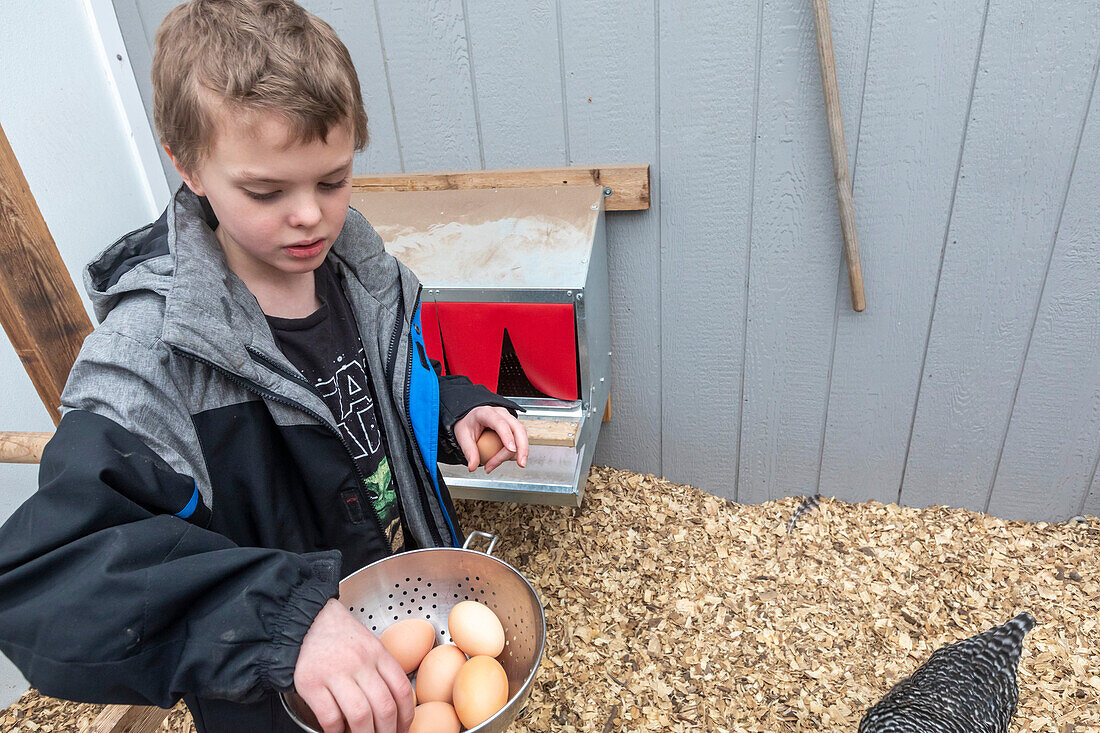 Boy collecting eggs from a chicken coop