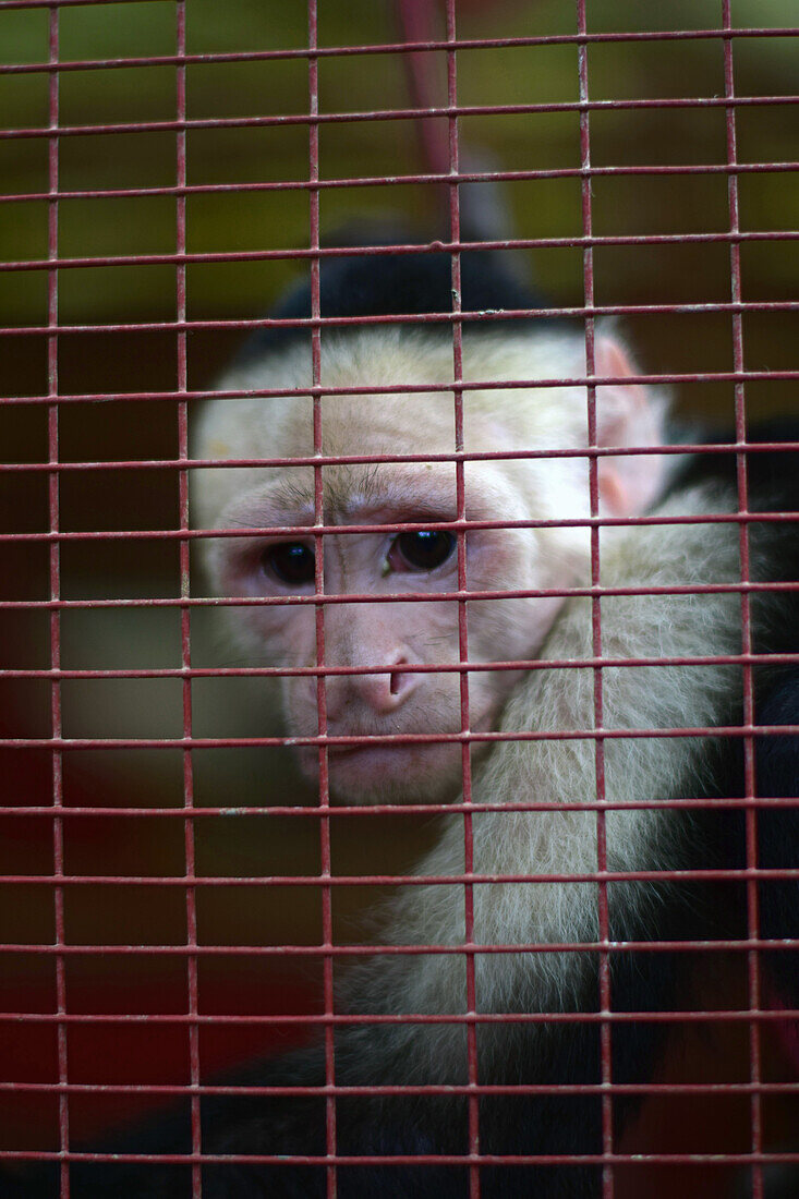 Panamanian white-headed capuchin in captivity