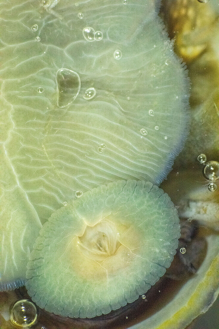 Foot and tongue of a limpet