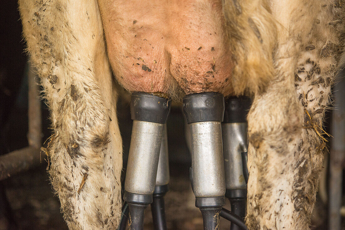 Dairy cow being milked
