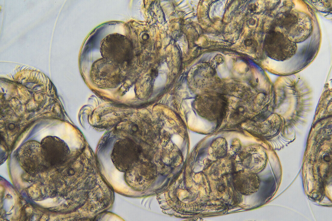 Sea slug eggs, light micrograph