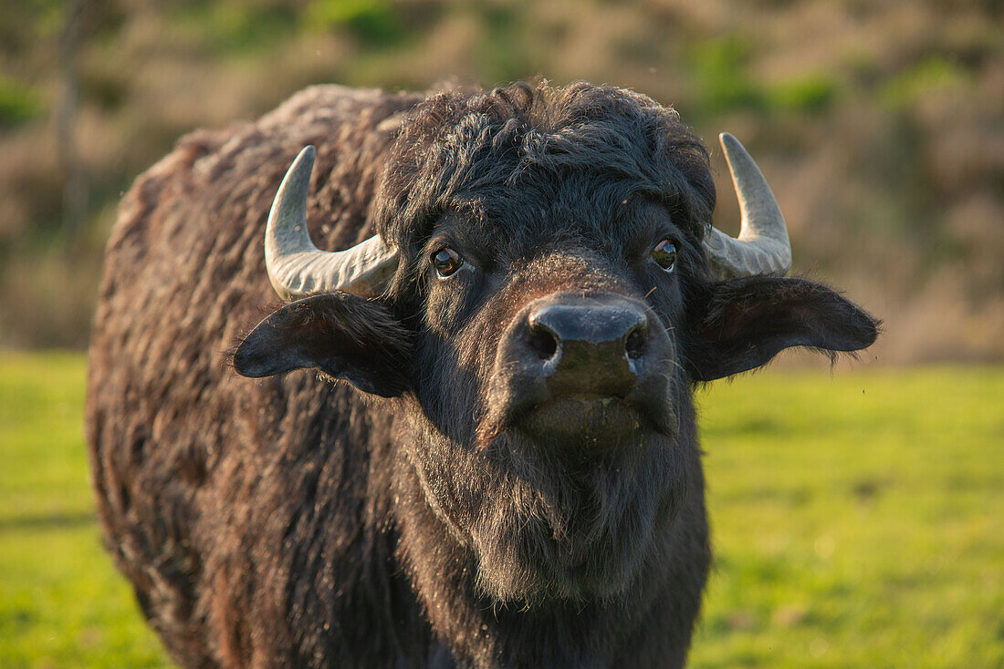 Water buffalo