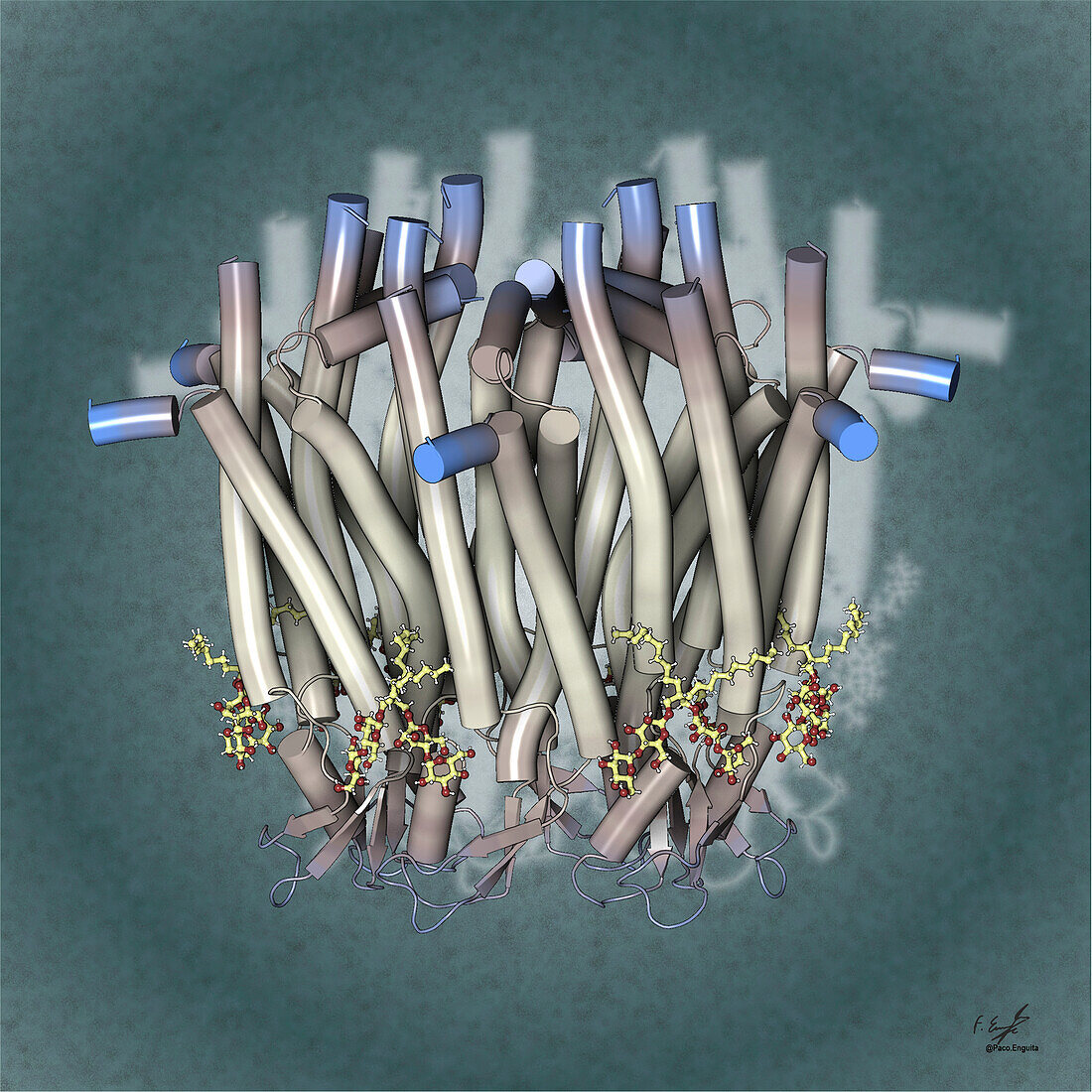 Human connexin 31.3 hemichannel, illustration