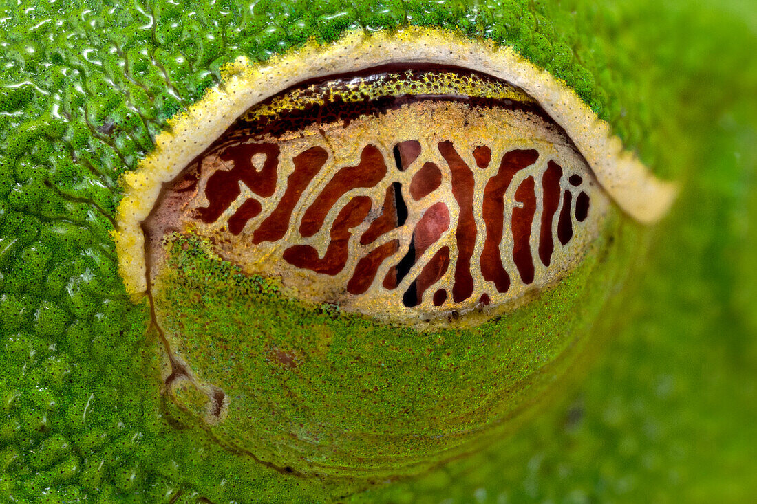 Third eyelid of a red-eyed tree frog