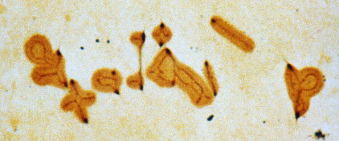 Meiosis, light micrograph