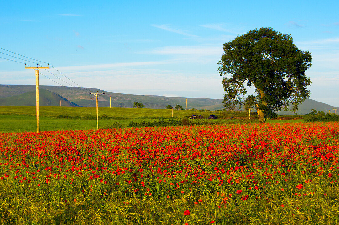 Poppy field in Eden Valley, Cumbria