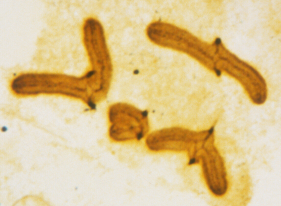 Crossing over during meiosis, light micrograph