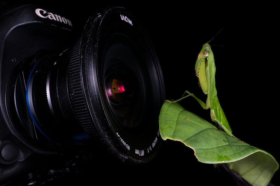 Praying mantis staring at a camera lens
