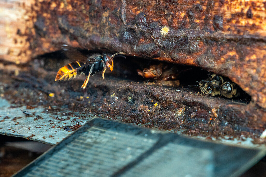 Asian hornet hunting bees