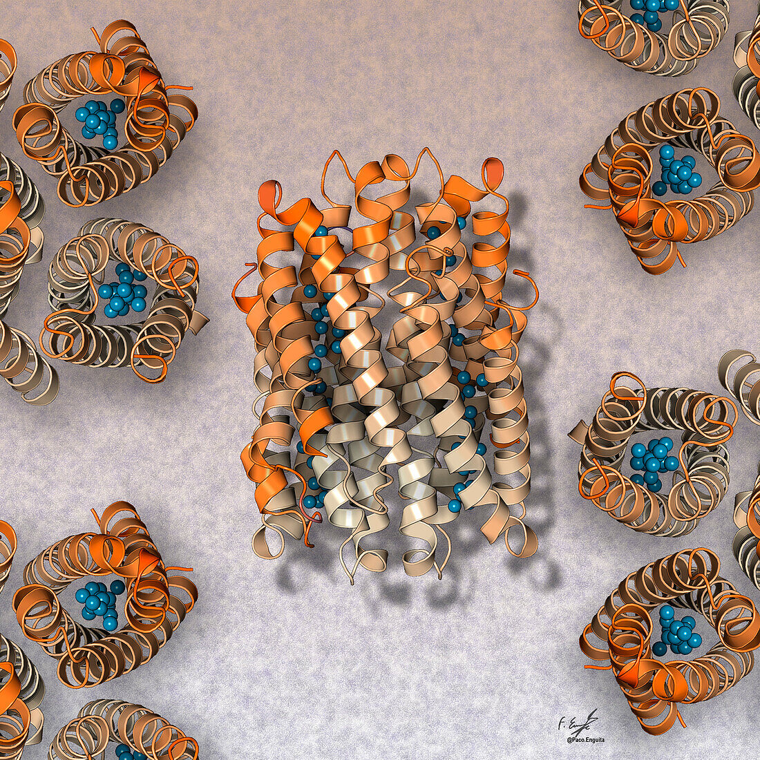 Copper storage proteins, illustration