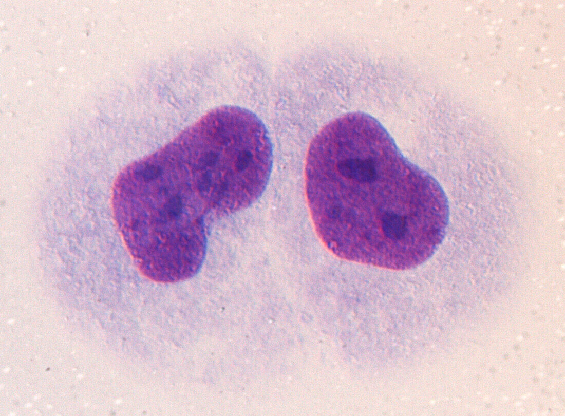 Daughter cells after mitosis, light micrograph