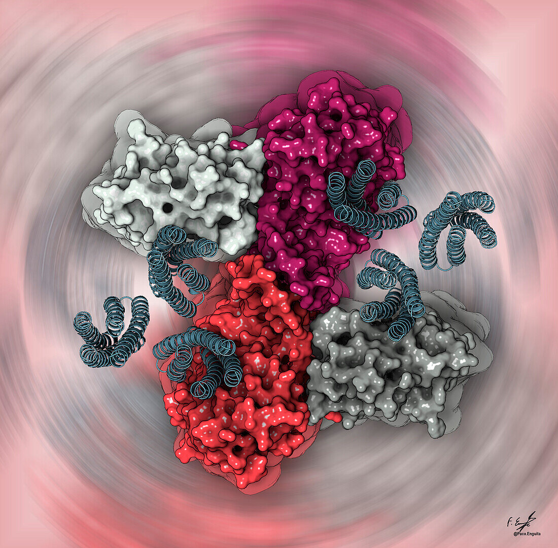 E. coli chemotaxis core signalling unit, illustration