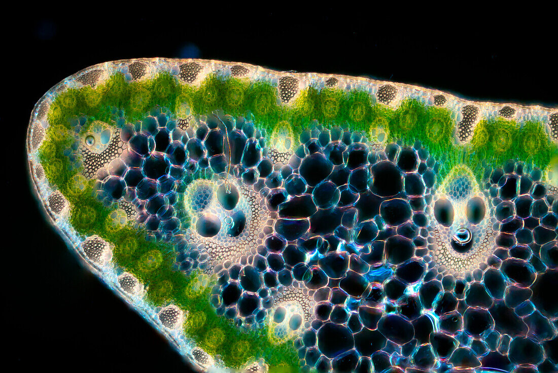 Bullrush stem, light micrograph