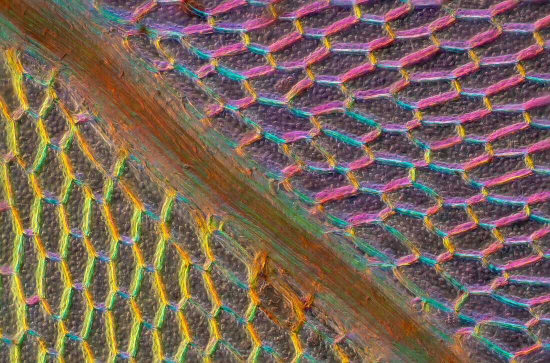 Moss (Cinclidium stygium), light micrograph