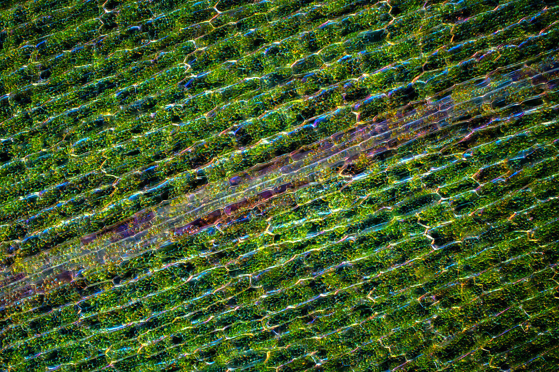 Canadian waterweed (Elodea canadenis) leaf, light micrograph