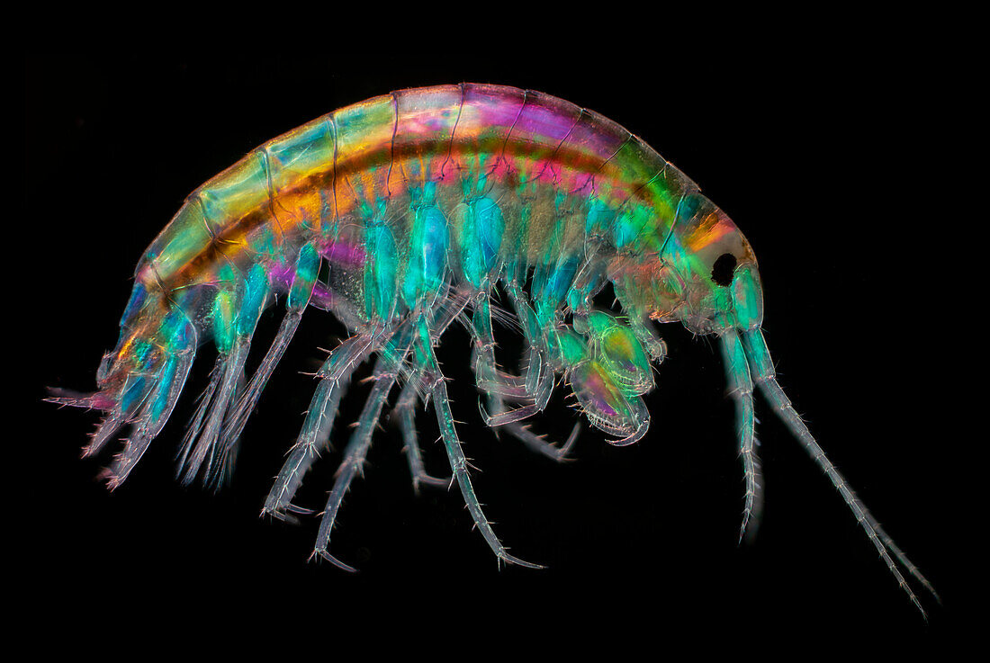 Common freshwater shrimp, light micrograph