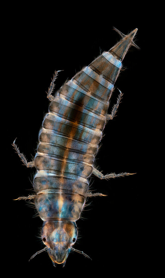 Great diving beetle, light micrograph