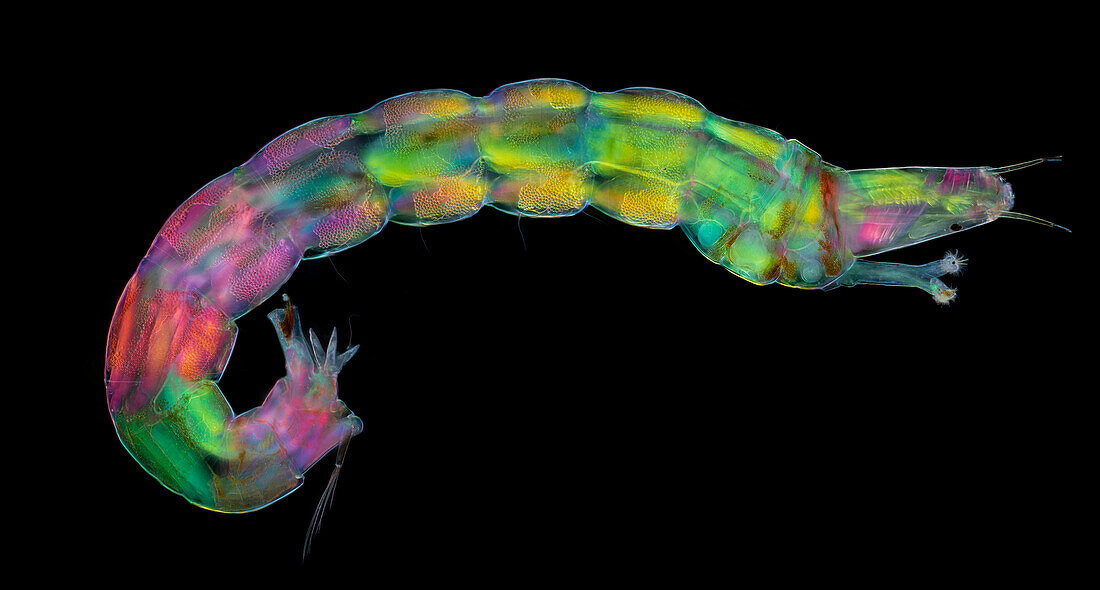 Chironomidae larva, light micrograph