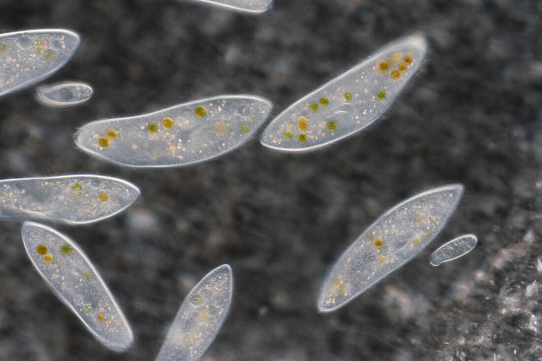 Paramecium ciliate protozoa, light micrograph