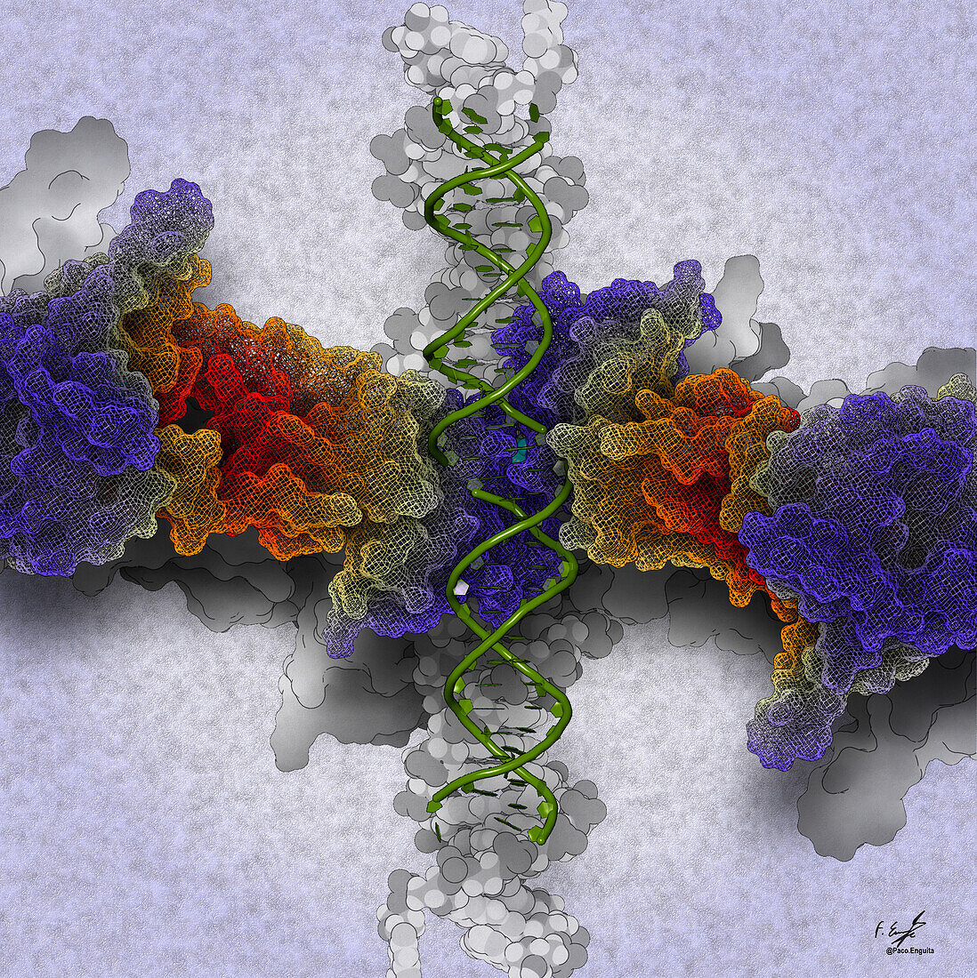 Human ARTD2 complexed with DNA, illustration